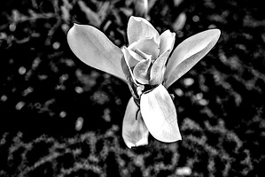 magnolia 2024.05 dt bw