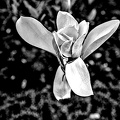 magnolia 2024.05 dt bw