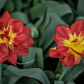 la tulipes 2024.27_dt.jpg