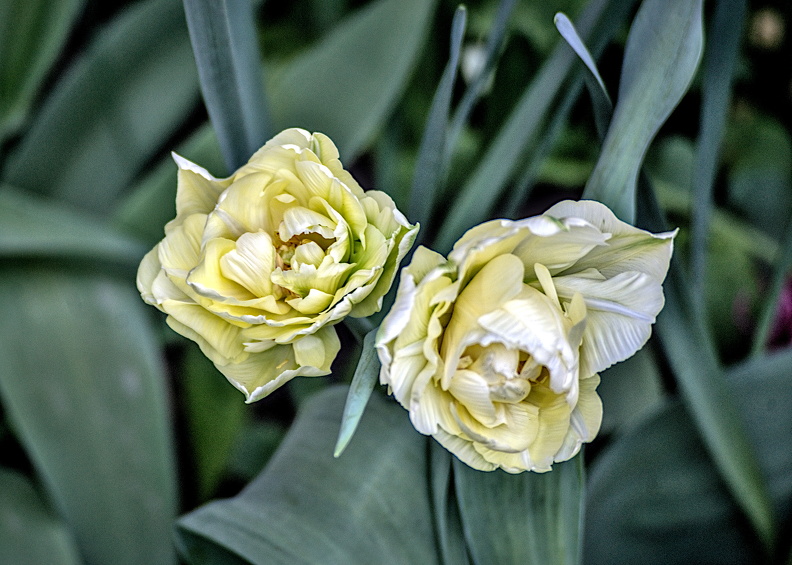 la tulipes 2024.28_dt.jpg