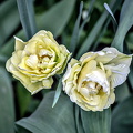 la tulipes 2024.28_dt.jpg