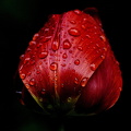 la.tulipes.2009.20_dt (1).jpg