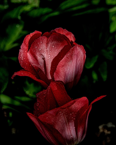 la tulipe 2016.100_dt.jpg