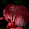 la tulipe 2016.21_dt.jpg