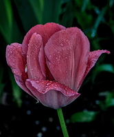 la tulipe 2016.104 dt