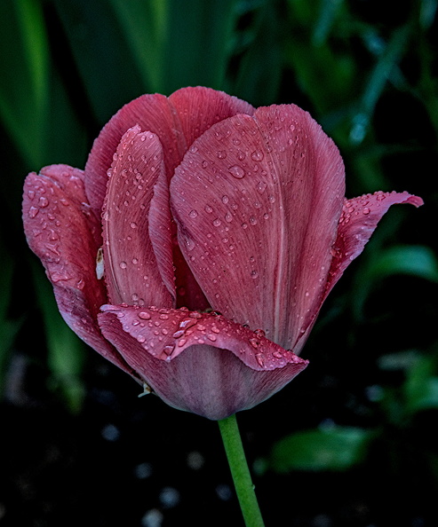 la tulipe 2016.104_dt.jpg
