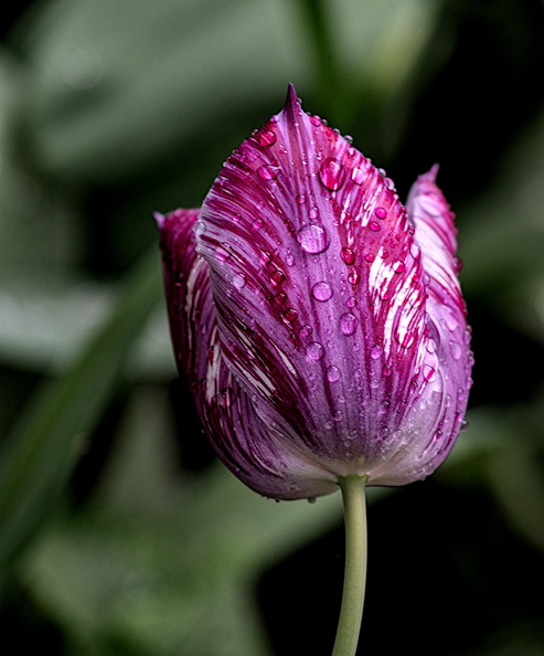 la tulipes 2024.36_dt.jpg