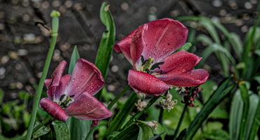 la tulipes 2024.38 dt