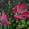 la tulipes 2024.38_dt.jpg