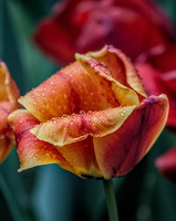 la tulipes 2024.41 dt