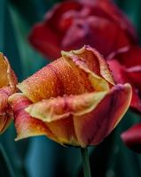 la tulipes 2024.42 dt