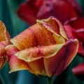 la tulipes 2024.42_dt.jpg