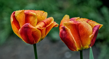 la tulipes 2024.48 dt