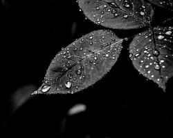 water drops 2024.04 dt bw