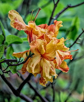 rhododendron 2024.05 dt