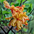 rhododendron 2024.05 dt