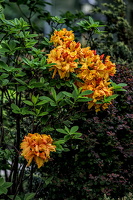 rhododendron 2024.07 dt