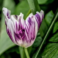 la tulipes 2024.53_dt.jpg