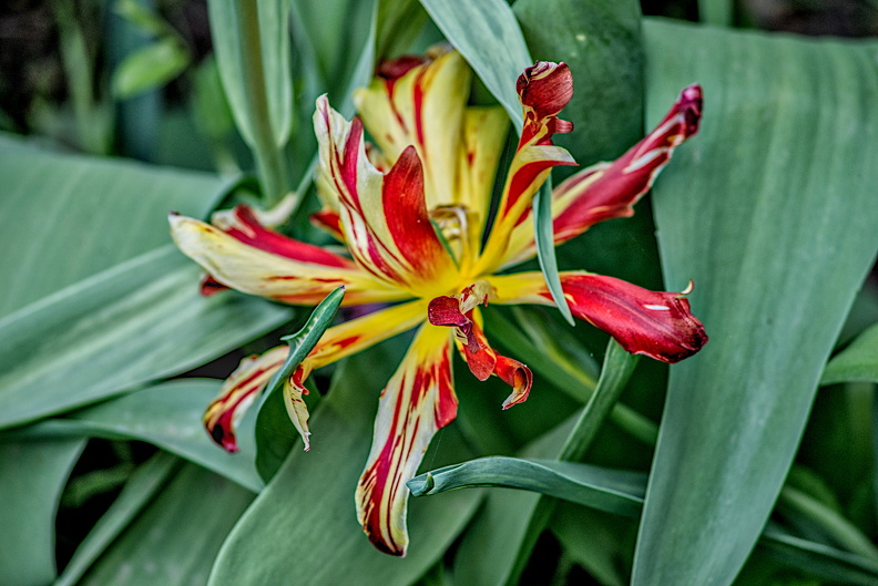 la tulipes 2024.54_dt.jpg