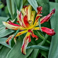 la tulipes 2024.54_dt.jpg