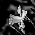narcissus 2024.03 dt bw