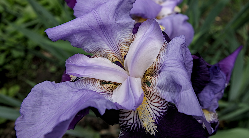 iris aphilae 2024.14_dt.jpg