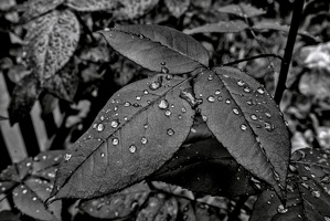 water drops 2024.10 dt bw