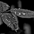 water drops 2024.13 dt bw
