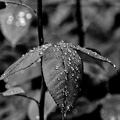 water drops 2024.14 dt bw