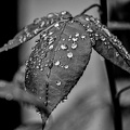 water drops 2024.15 dt bw