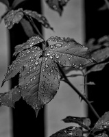 water drops 2024.16 dt bw