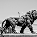 courthouse.lion.2024.01 dt bw