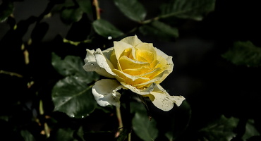rosa centifolia 2024.06 dt (d70S)