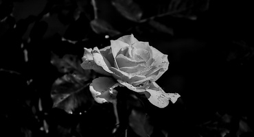 rosa centifolia 2024.06 dt bw (d70S)