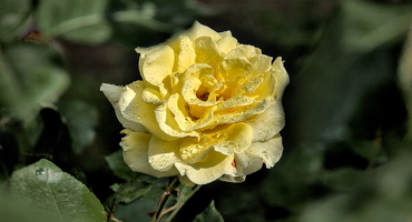 rosa centifolia 2024.04 dt (d70S)