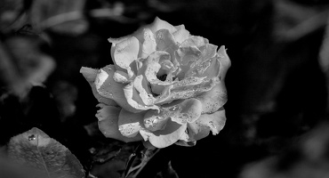 rosa centifolia 2024.04 dt bw (d70S)