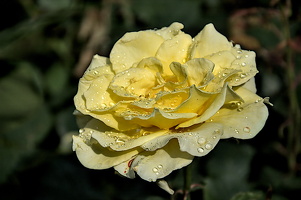 rosa centifolia 2024.07 dt (d70S)