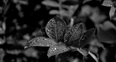 water drops 2024.08 dt bw (d70s)