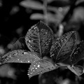 water drops 2024.08 dt bw (d70s)
