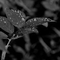 water drops 2024.07 dt bw (d70s)