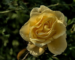 rosa centifolia 2024.10 dt (d70S)