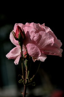 rosa centifolia 2024.11 dt (d70S)