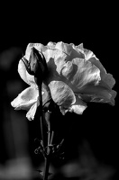 rosa centifolia 2024.11 dt bw (d70S)