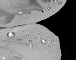 water drops 2024.14 dt bw