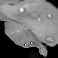 water drops 2024.16 dt bw