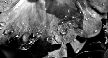 water drops 2024.19 dt bw