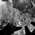 water drops 2024.19 dt bw