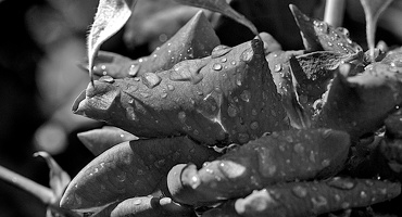 water drops 2024.20 dt bw