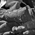 water drops 2024.20 dt bw