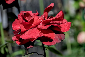 rosa centifolia 2024.13 dt (d700)